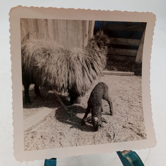 Black Sheep Lamb Photograph Picture Mom Baby Barn Barnyard Candid Photo - Picture 4 of 5
